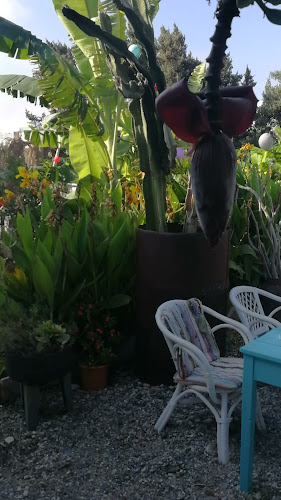 Opinii despre aplo beach bar cafe în Μαστιχάρι - Γαστρονομία και φιλοξενία