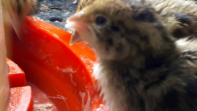 ΕΥΡΩΘΗΡΑΜΑ - Πεντάλοφος