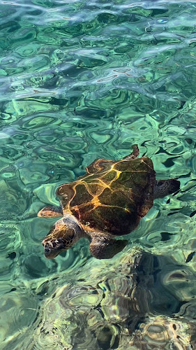 Comentarii opinii despre Μesogeios mediterranean & italian cuisine