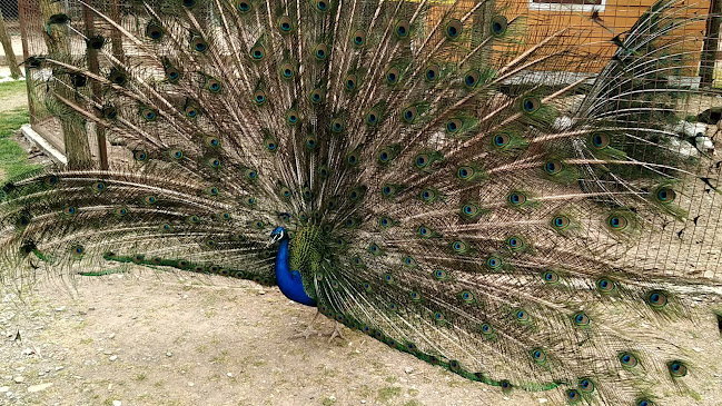 Comentarii opinii despre Αγρόκτημα Παπάκια