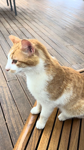 Comentarii opinii despre Cavo Barbaro