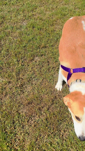 Opinii despre White Season Beach Bar în Νέα Σκιώνη - Γαστρονομία και φιλοξενία