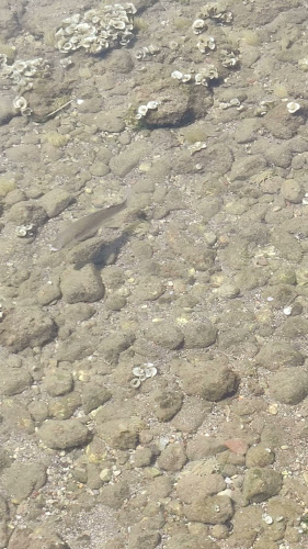 Ψαροταβέρνα ''KABOΣ'' - Γαστρονομία και φιλοξενία