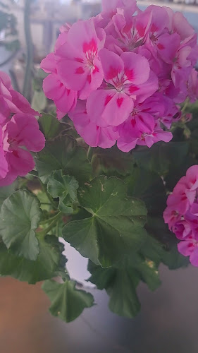 Φερενίκης, Ιαλυσός 851 01