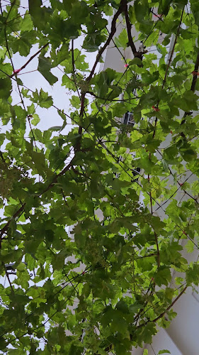 Opinii despre To Palouki în Σκιάθος - Γαστρονομία και φιλοξενία