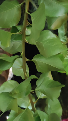 Opinii despre Mango Utopia în Μάλια - Γαστρονομία και φιλοξενία