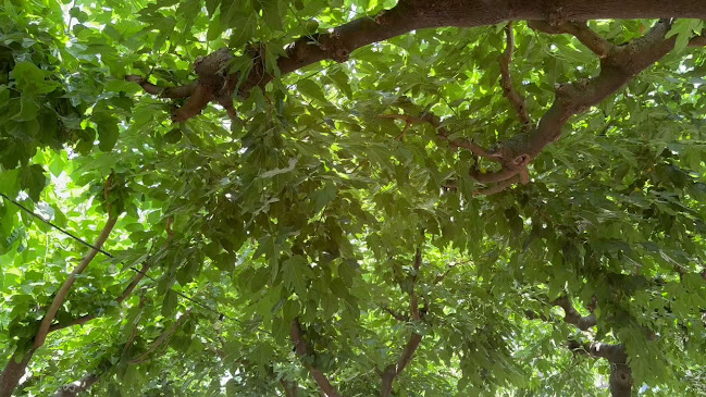 Ταβέρνα Μανάρας