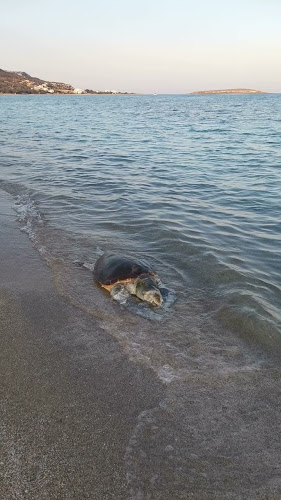 Limnitsa - Γαστρονομία και φιλοξενία