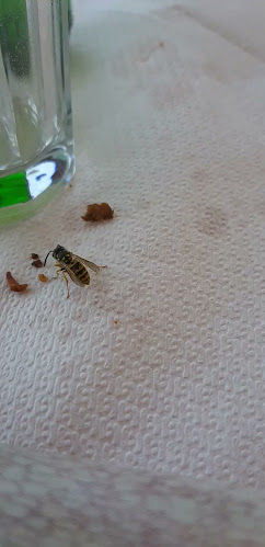 Pizza Ρίο - Γαστρονομία και φιλοξενία