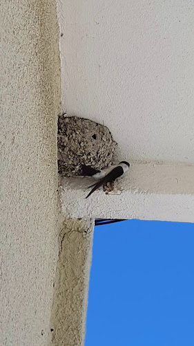 Opinii despre Ippokampos în Βραχάτι - Γαστρονομία και φιλοξενία