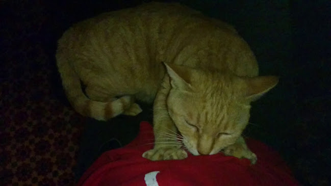 Mosquito Rock Cafe Bar