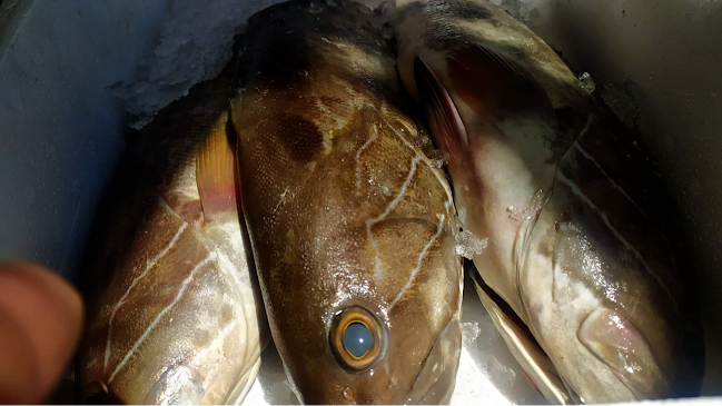 Ψαροταβέρνα Νέα Ζωή Πέππας - Γαστρονομία και φιλοξενία