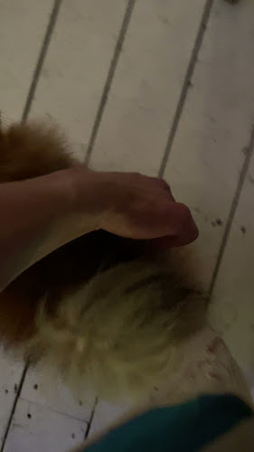 Comentarii opinii despre La Brasserie