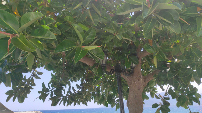 Opinii despre Ψαροταβέρνα «Αύρα» în Παράλιο Άστρος - Γαστρονομία και φιλοξενία