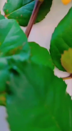 Opinii despre Ζαχαροπλαστειο Σπυριδακης în Ηράκλειο - Γαστρονομία και φιλοξενία