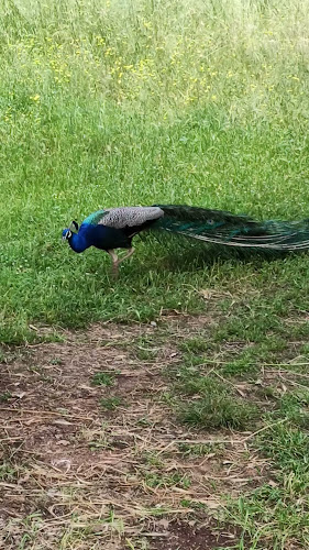 Το Ξύλινο - Αλμυρός