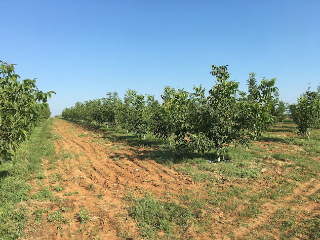 ΜΙΧΑΗΛ ΣΚΕΦΑΛΕ 6, Νιγρίτα 622 00
