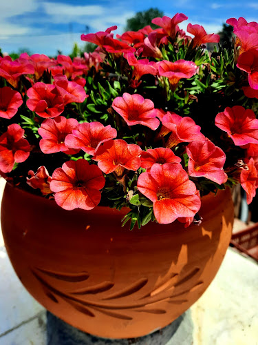 Comentarii opinii despre Primus