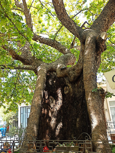 Πλατεια ελευθερίας, Κασσανδρεία 630 77