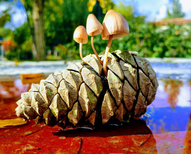 Αγρόκτημα Παπάκια