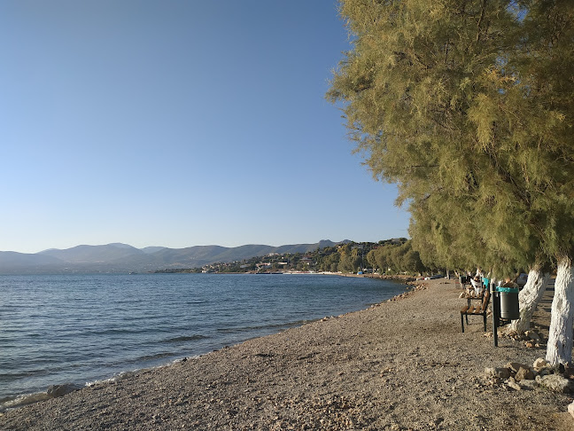 Opinii despre Woody în Σαλαμίνα - Γαστρονομία και φιλοξενία