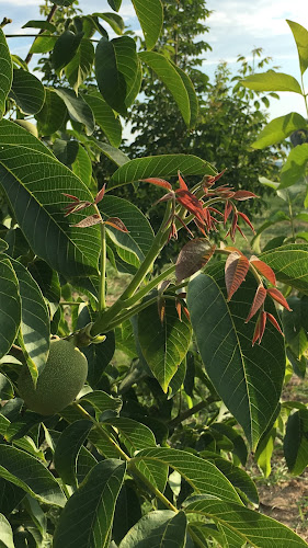 Καρυδεωνας Νιγριτας - Γαστρονομία και φιλοξενία