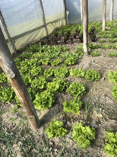 Comentarii opinii despre Τσουκνίδα