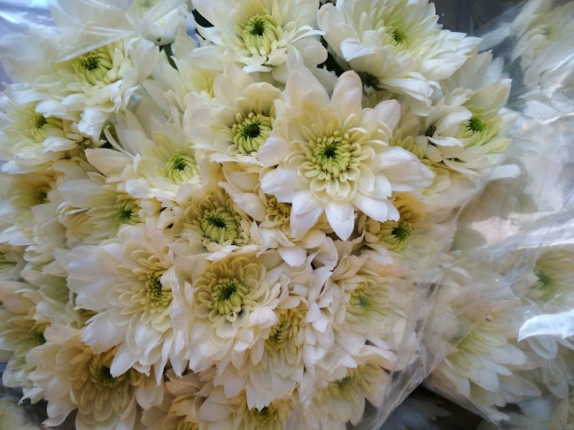 Comentarii opinii despre French cafe- Flower store