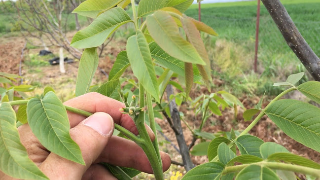 Καρυδεωνας Νιγριτας - Γαστρονομία και φιλοξενία