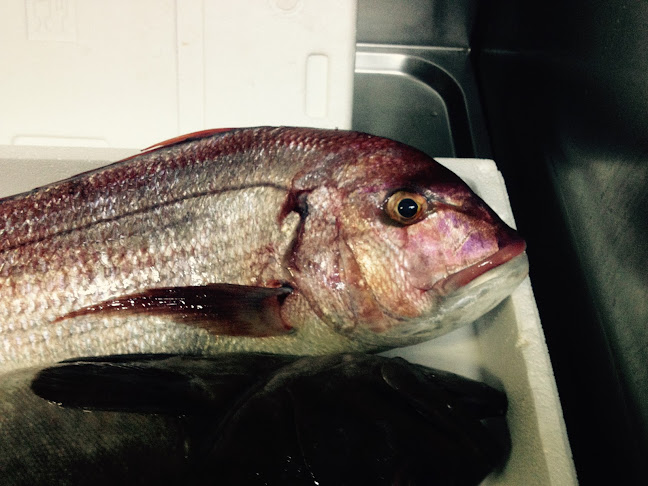 Εν Πλω - Κυπαρισσία