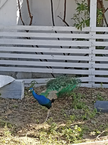 Καρτερός 716 01