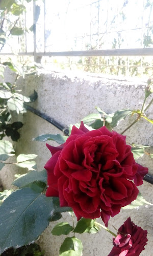 Φλου Καφε - Γαστρονομία και φιλοξενία