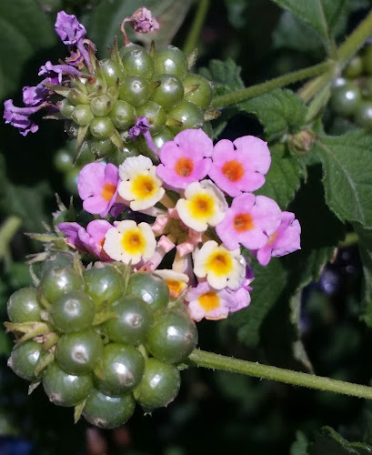 Επαρ.Οδ. Απόλλωνα 13, Απόλλωνα 851 06