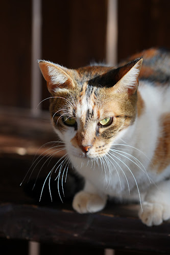 Opinii despre καφέ Nuestro sueno în Χολαργός - Γαστρονομία και φιλοξενία