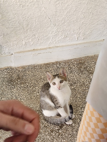 Ταβέρνα Η Κληματαριά - Λάρισα