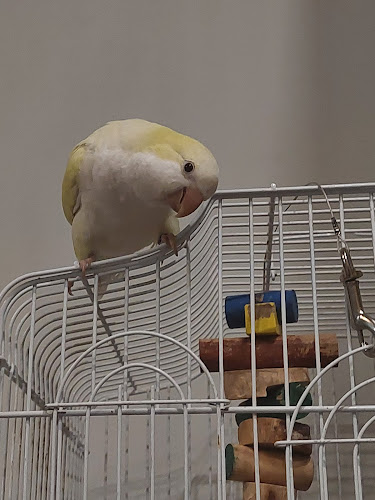 Πιτσαρία - Πίτσα JORDANI