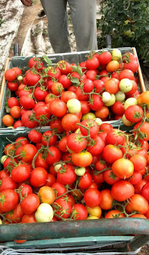 Κτήμα παλούκη - Βόνιτσα