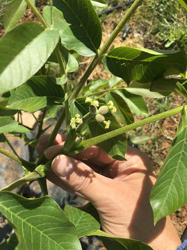 Καρυδεωνας Νιγριτας