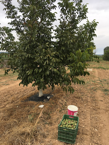 Opinii despre Καρυδεωνας Νιγριτας în Νιγρίτα - Γαστρονομία και φιλοξενία